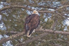 Bald-Eagle