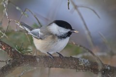 Black-capped-Chickadee