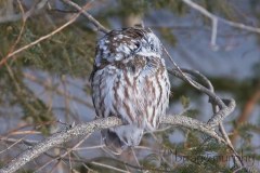 Boreal-Owl