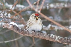 Common-Redpoll-3