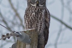 Great-Gray-Owl