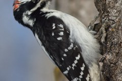 Hairy-Woodpecker-1