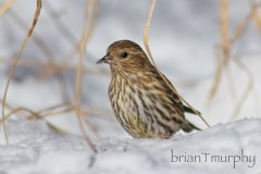 Pine-Siskin