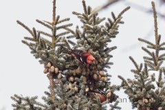 Red-Crossbill