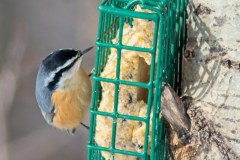 Red-breasted-Nuthatch