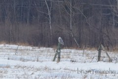 Snowy-Owl