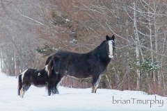 horses-at-Bog