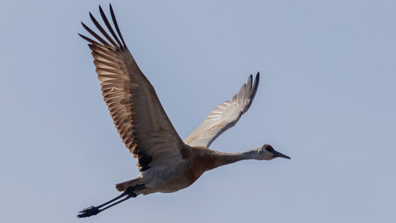 Annual Sandhill Crane Count 2026