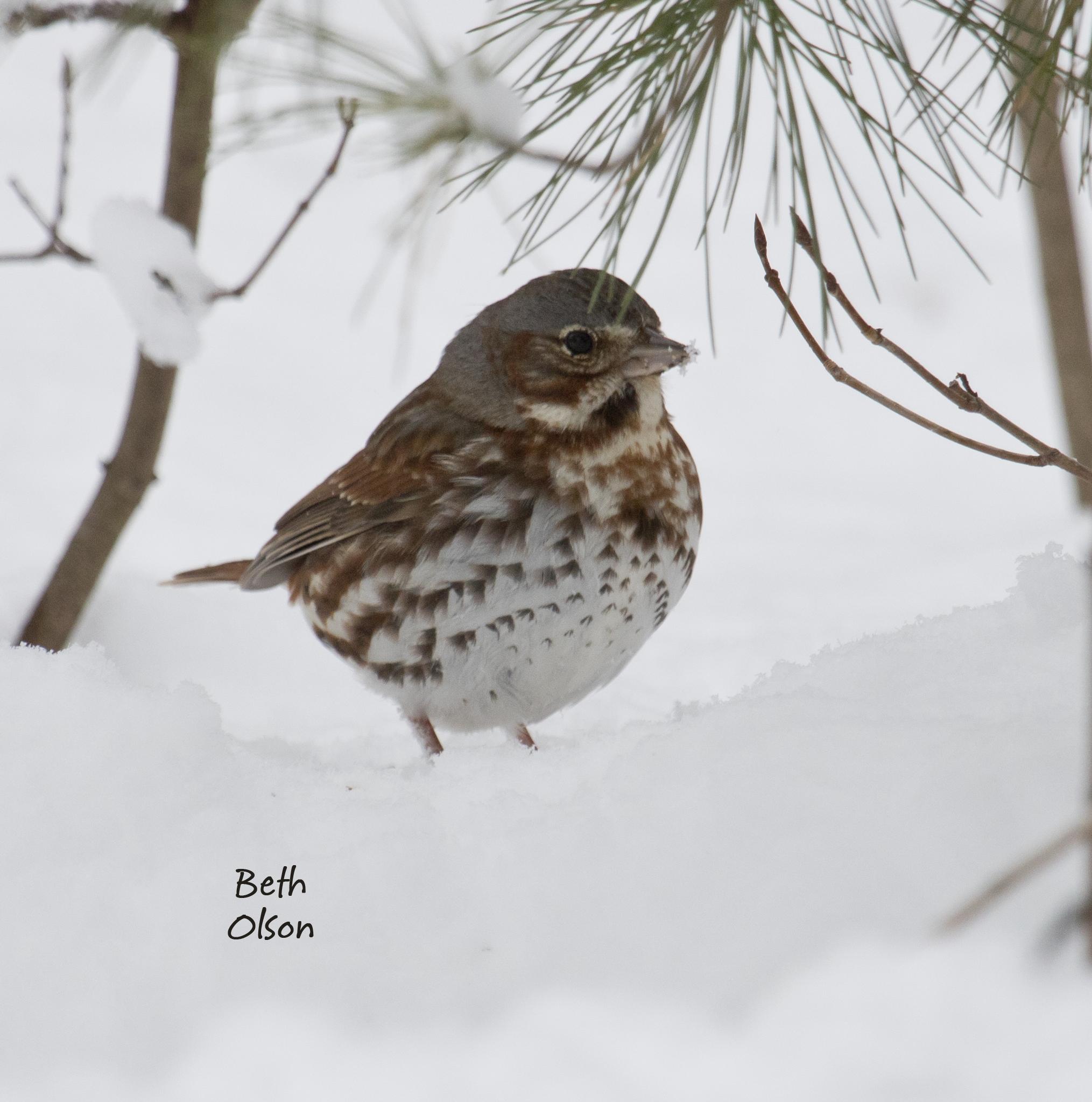 Marquette 2014 Christmas Bird Count