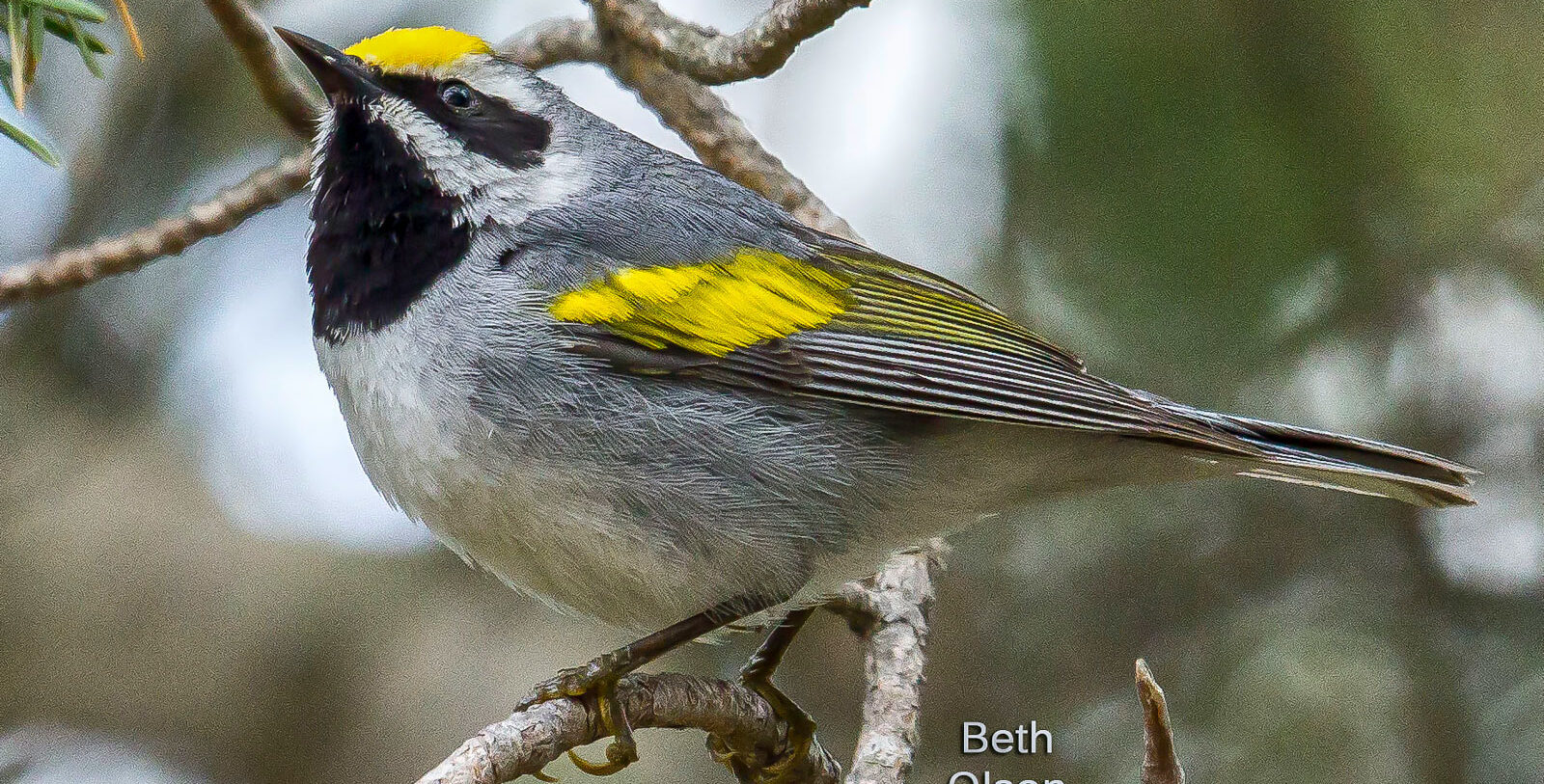 Laughing Whitefish Bird Alliance