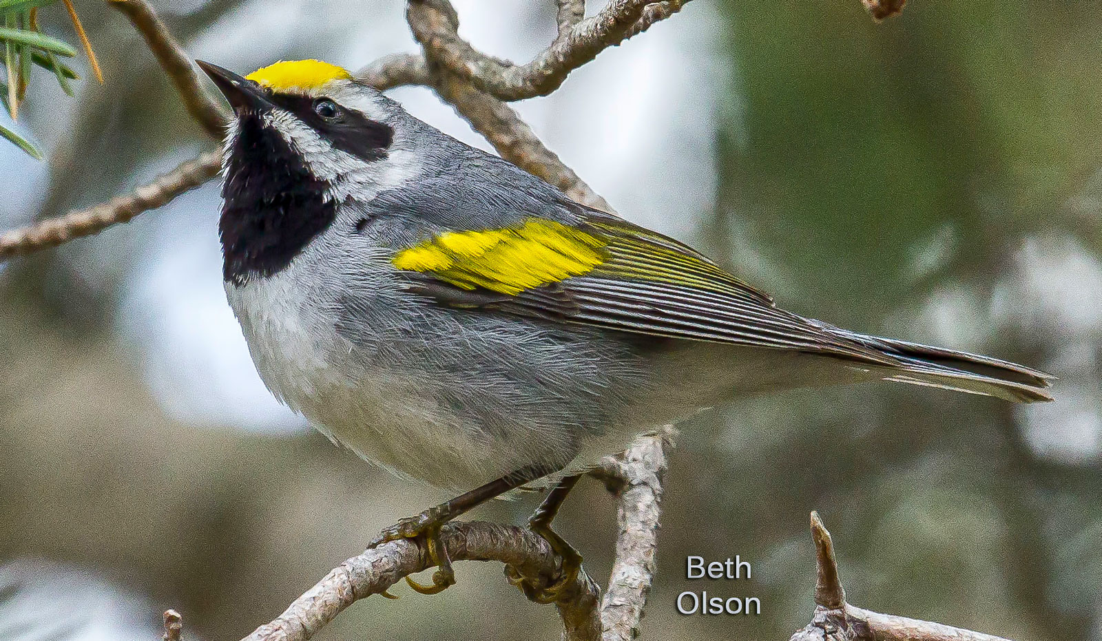 Laughing Whitefish Bird Alliance