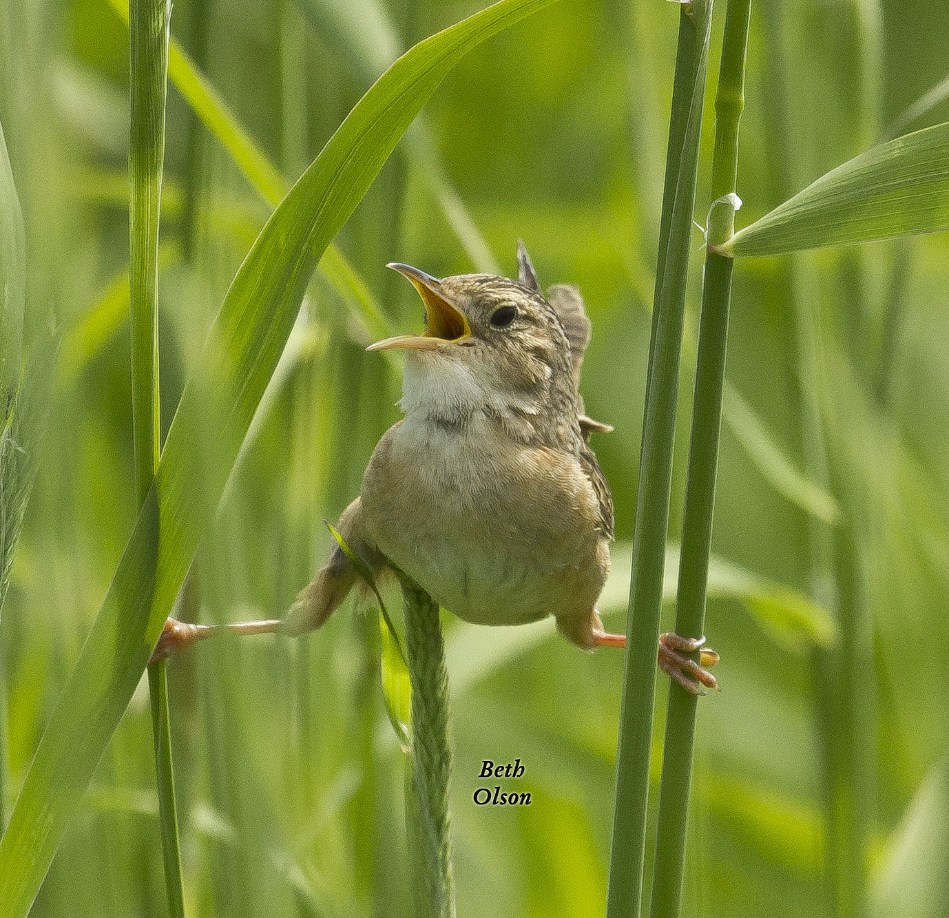 Spring Tune-UP – on ZOOM & Facebook