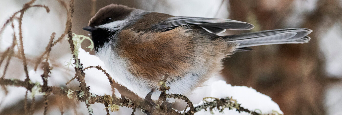Laughing Whitefish Bird Alliance