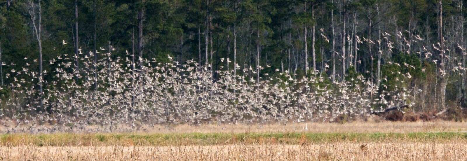 Laughing Whitefish Bird Alliance