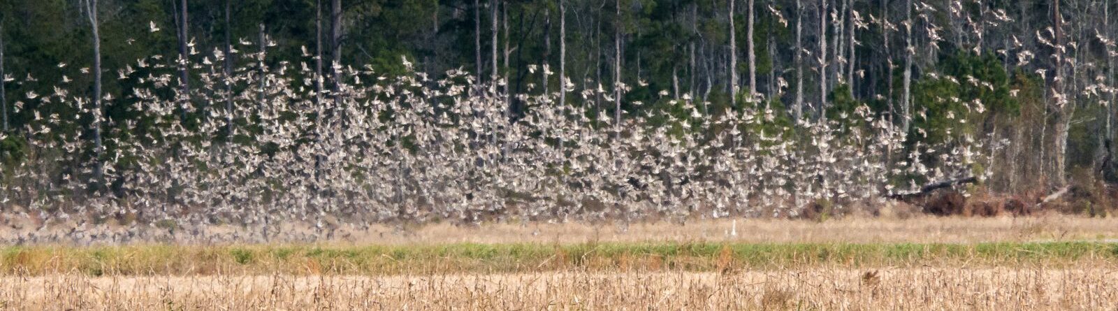 Laughing Whitefish Bird Alliance