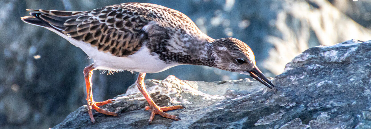 Laughing Whitefish Bird Alliance