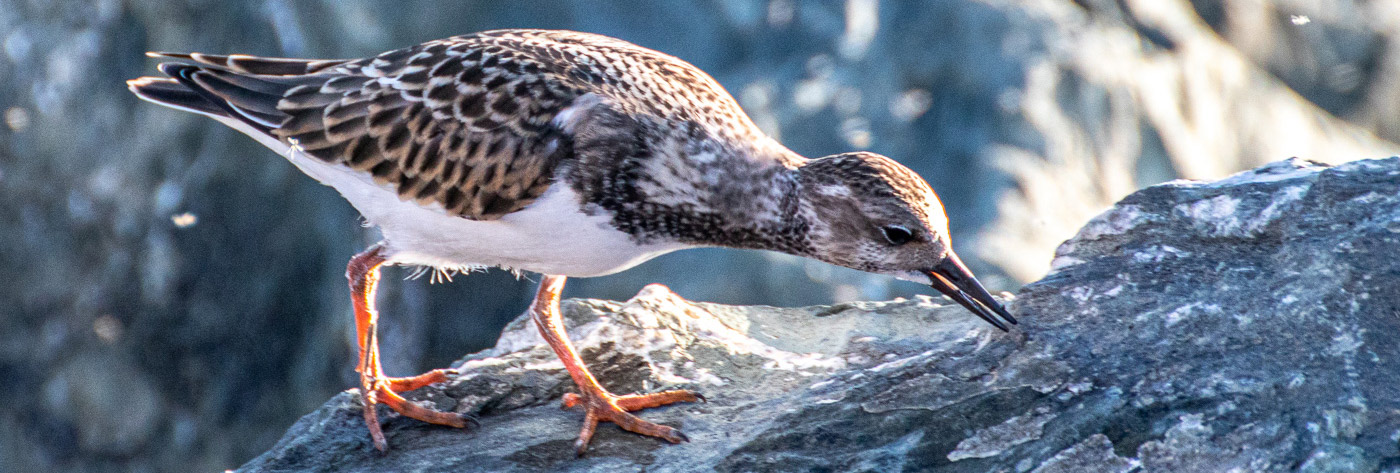 Laughing Whitefish Bird Alliance