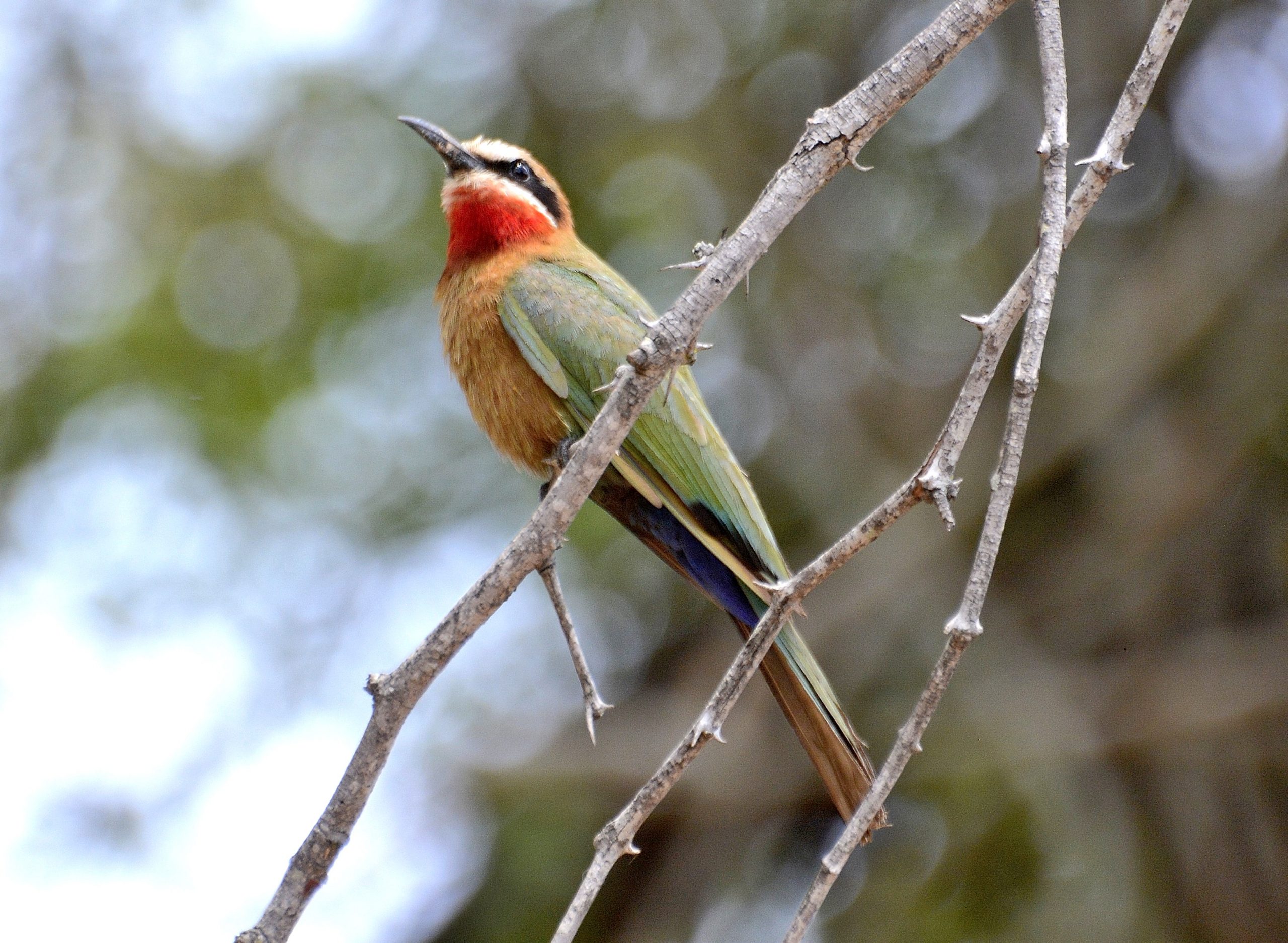 Adventures in Birding South Africa