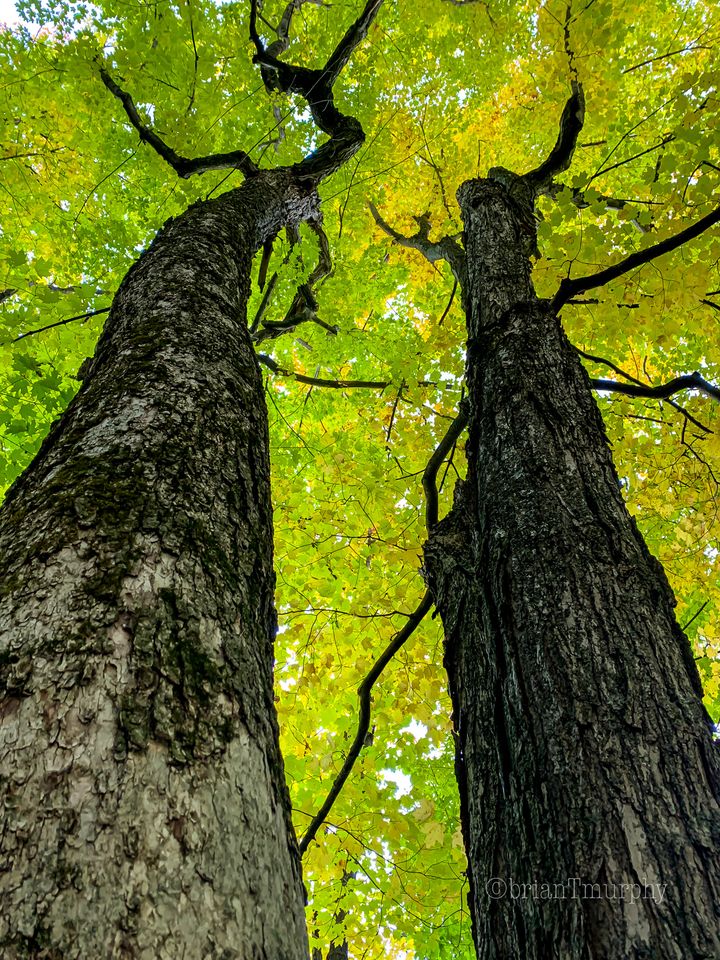 Forestry for Michigan Birds