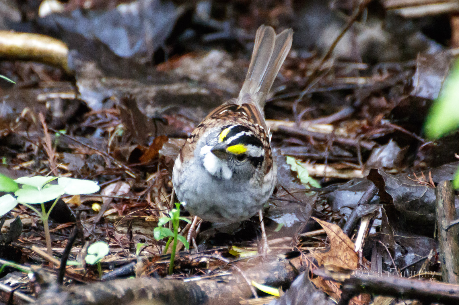 Impact of blood-borne pathogens on White-throated Sparrow Reproduction.￼