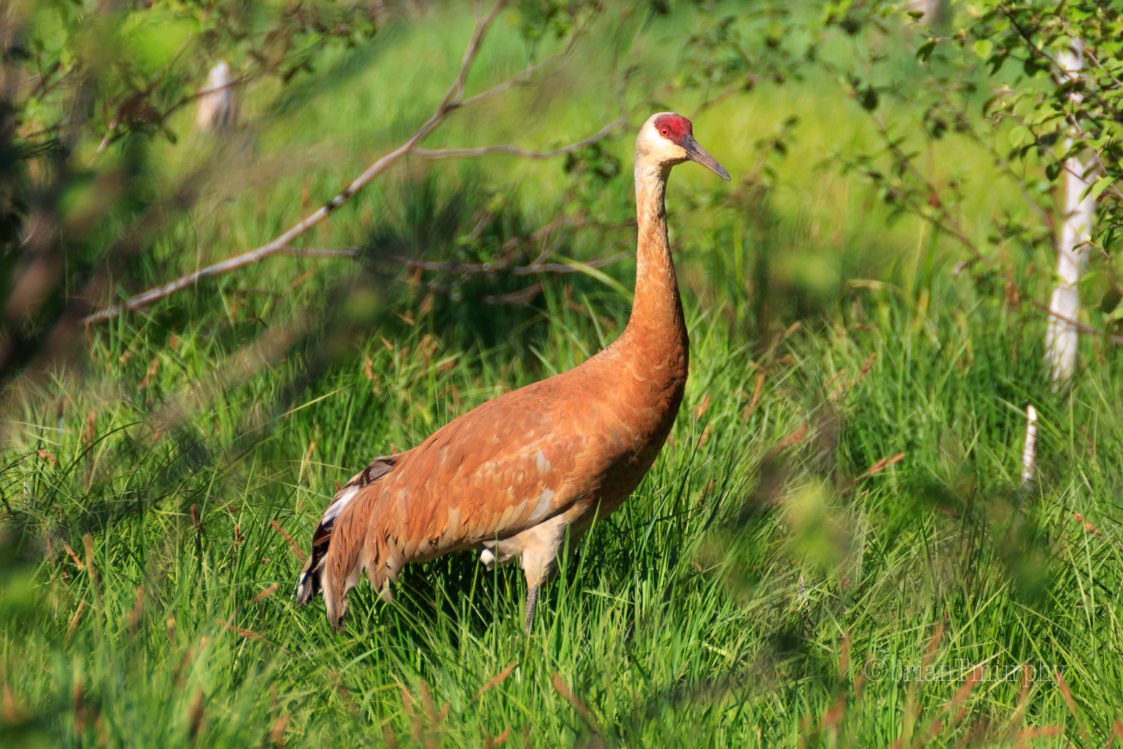 Sandhill Cranes of the Upper Peninsula