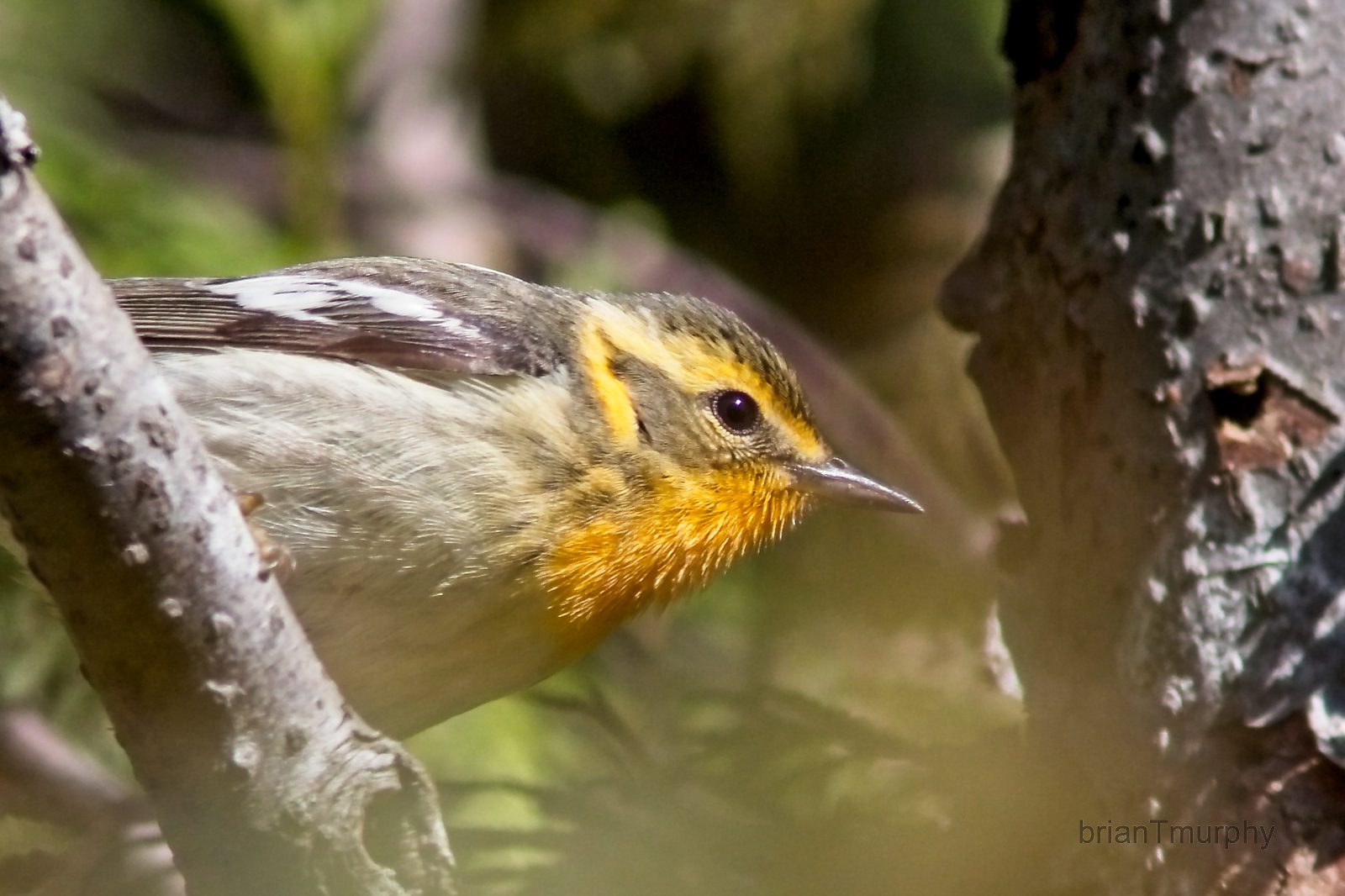 Non-LWBA birding events in Manistique and Escanaba,  Warbler Wonderland, and the Portage Marsh Birding Tour