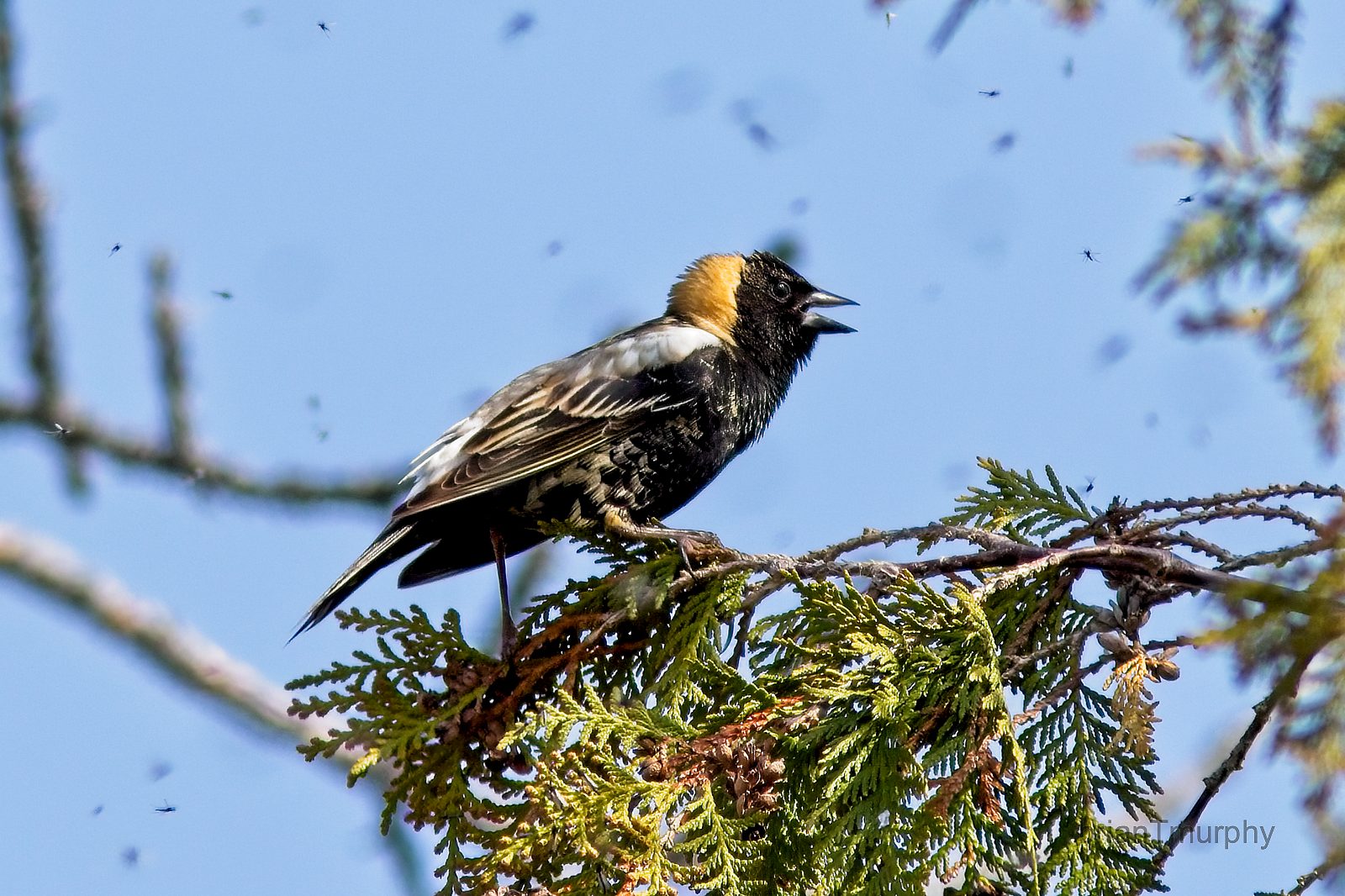 Birding Alger County with Mark and Joanie  – Limestone, MSU Farms, Cleveland Cliffs Basin