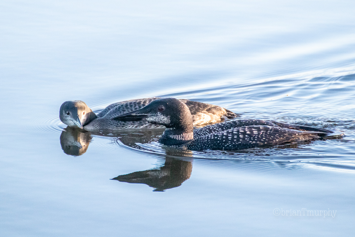 February Presentation – Factors Influencing Common Loon Genetics