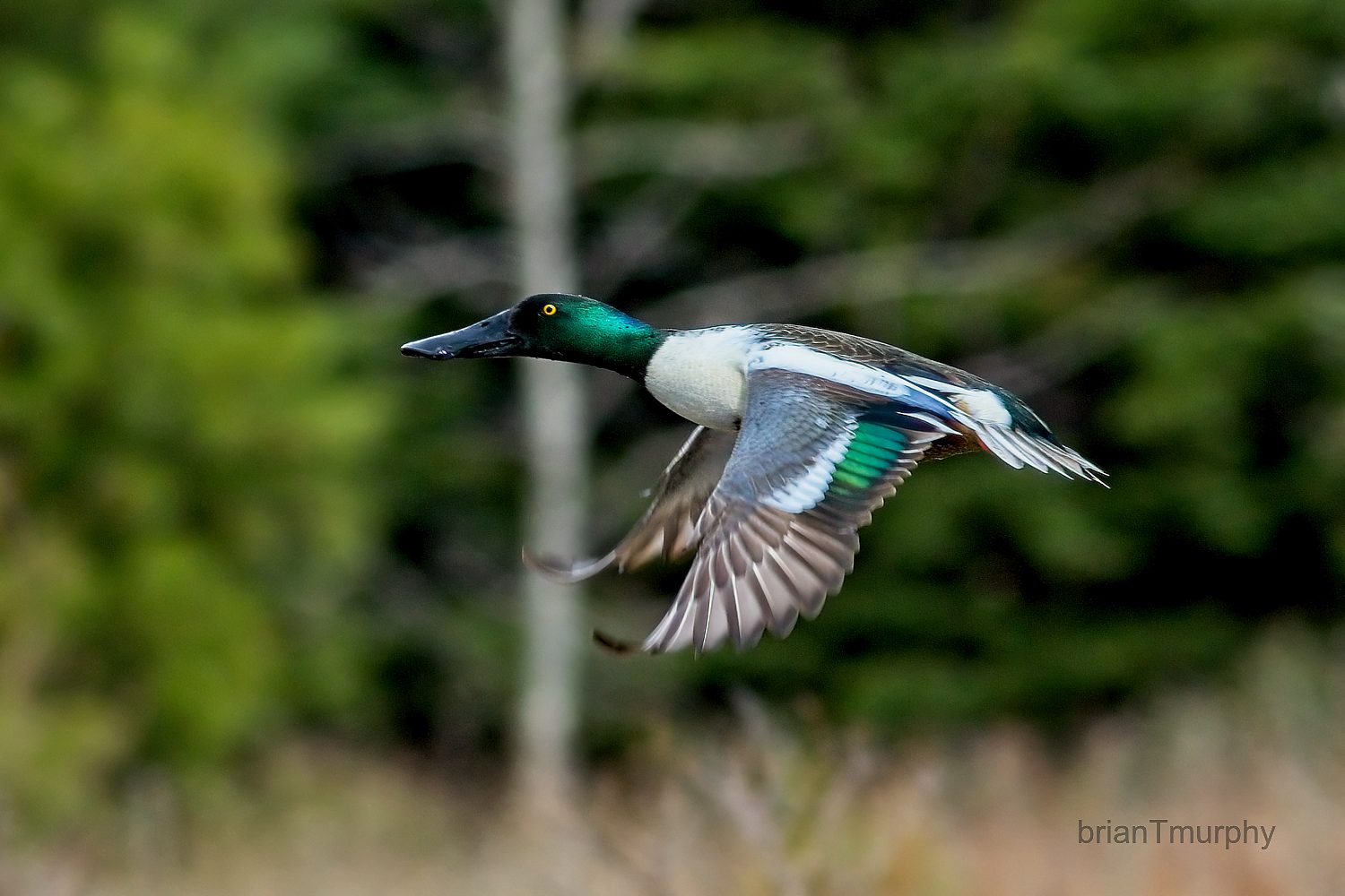 LWAS October Presentation – “Journey of the Skyward Nomads: Unveiling the Mysteries of Bird Migration across the Great Lakes Region”