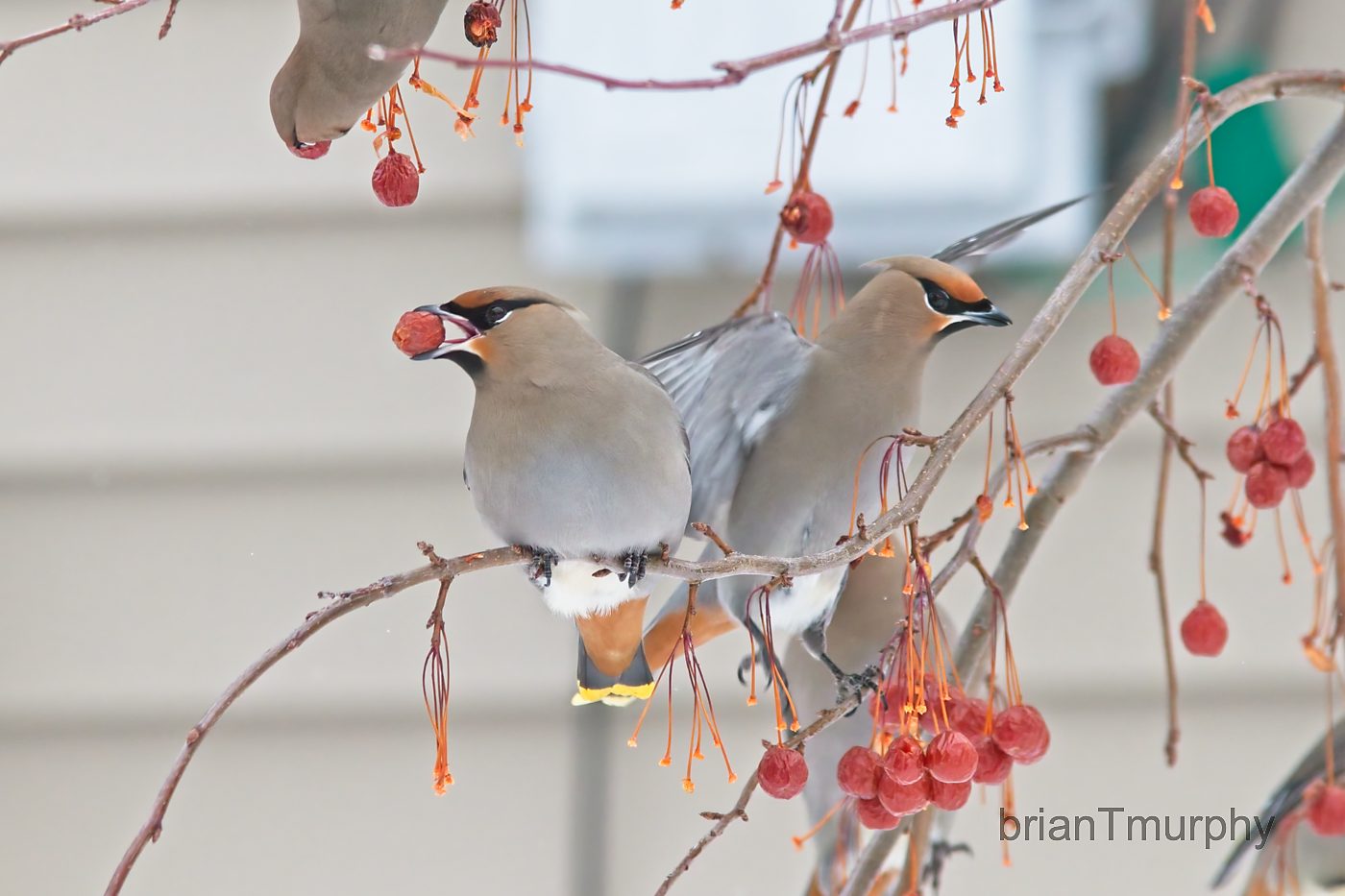 Bird of the Month – Bohemian Waxwing