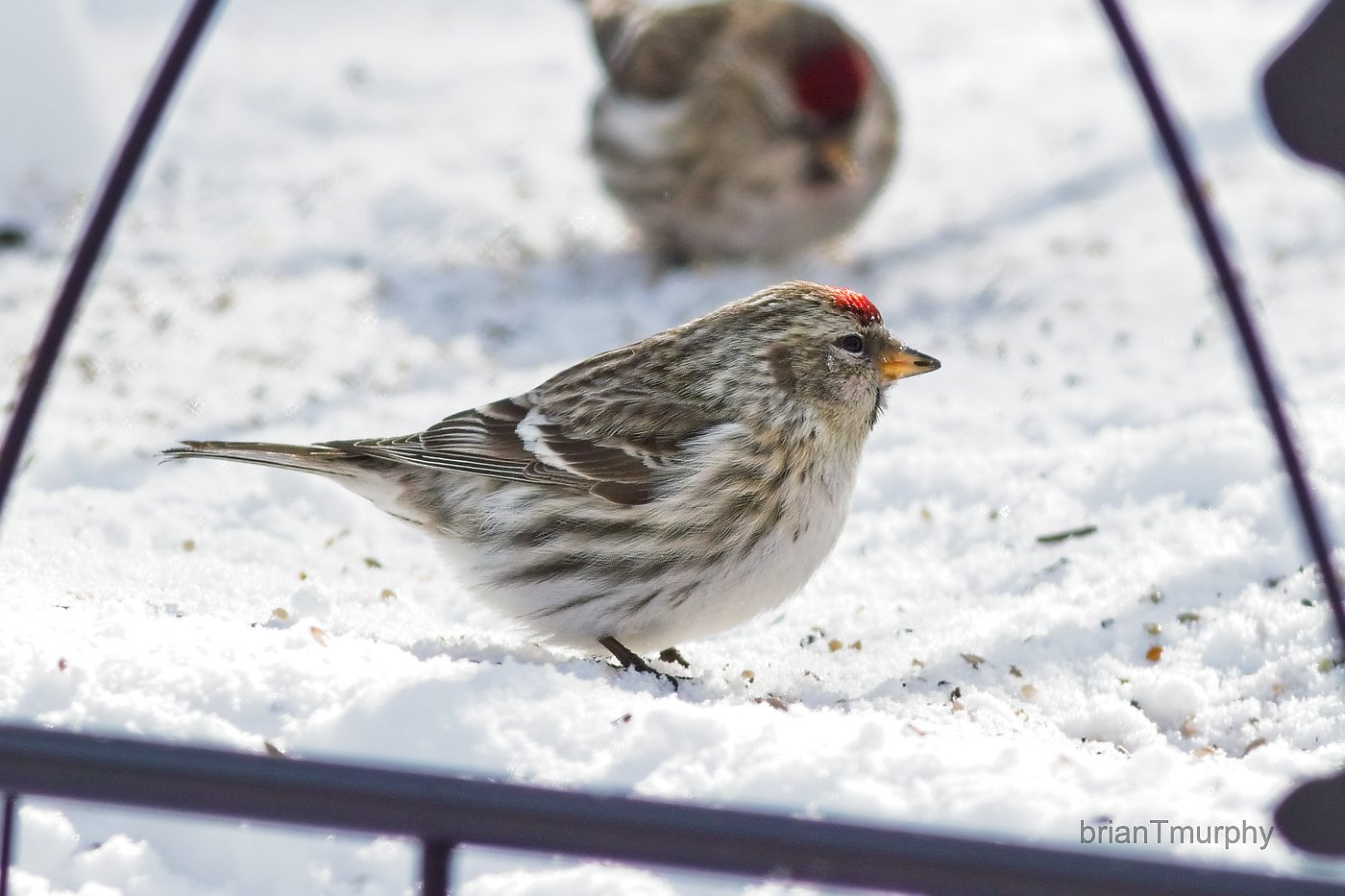 Au Train Christmas Bird Count Dec. 17, 2023