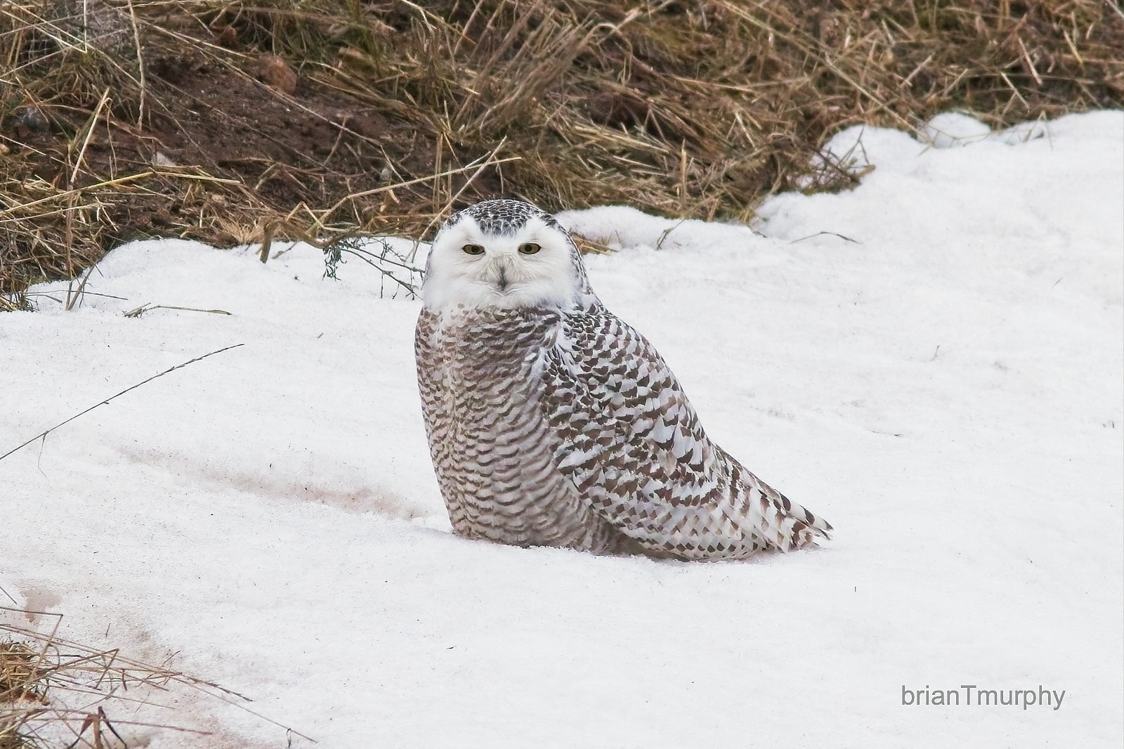 Christmas Bird Count 2023