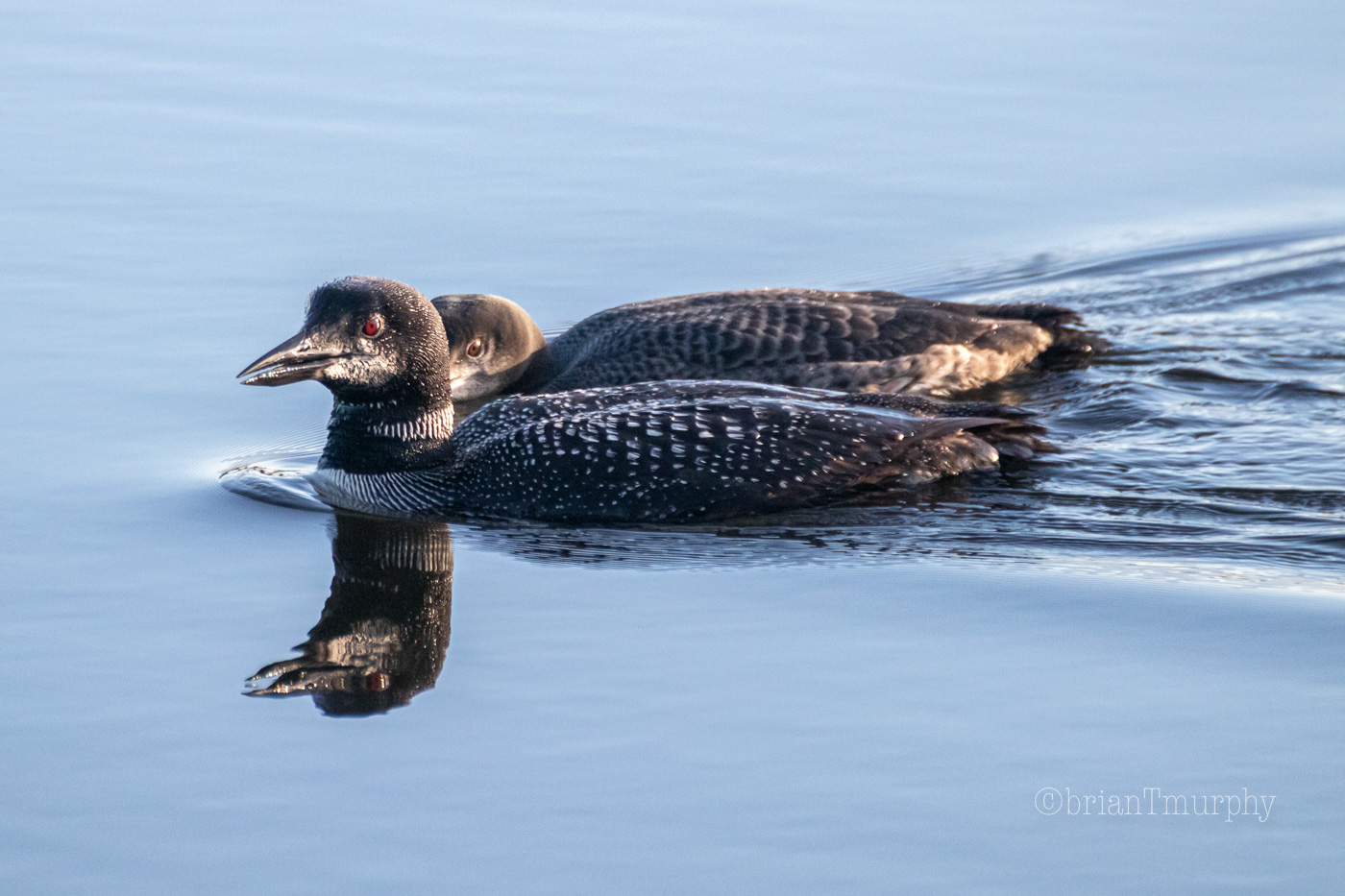 REGISTRATION for Aug. 17, 2024 Seney NWR outing