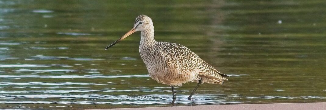 Birding the Dead River Mouth and Marshes