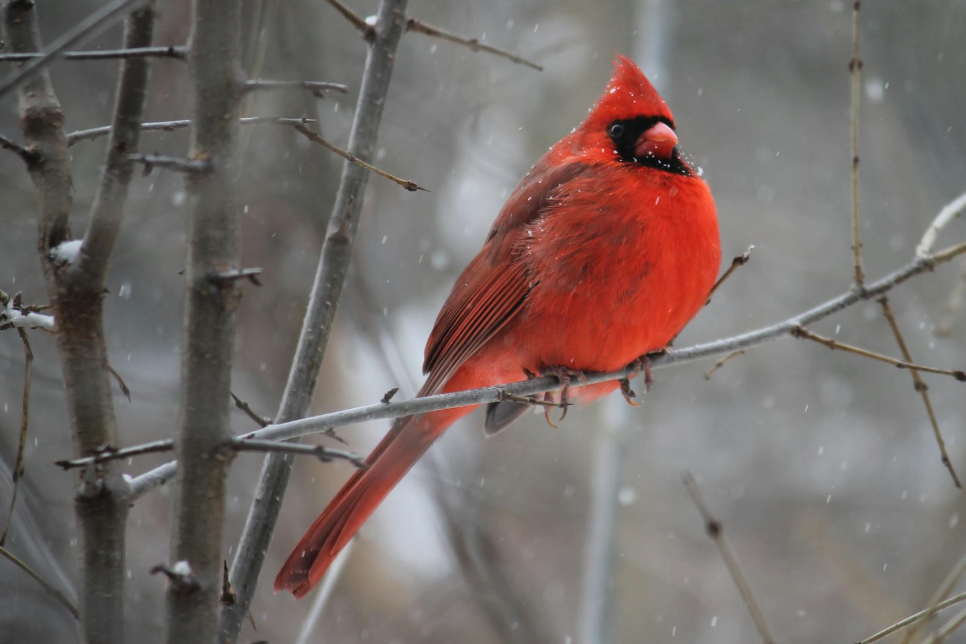 2024 Audubon Christmas Bird Count – Marquette, Michigan