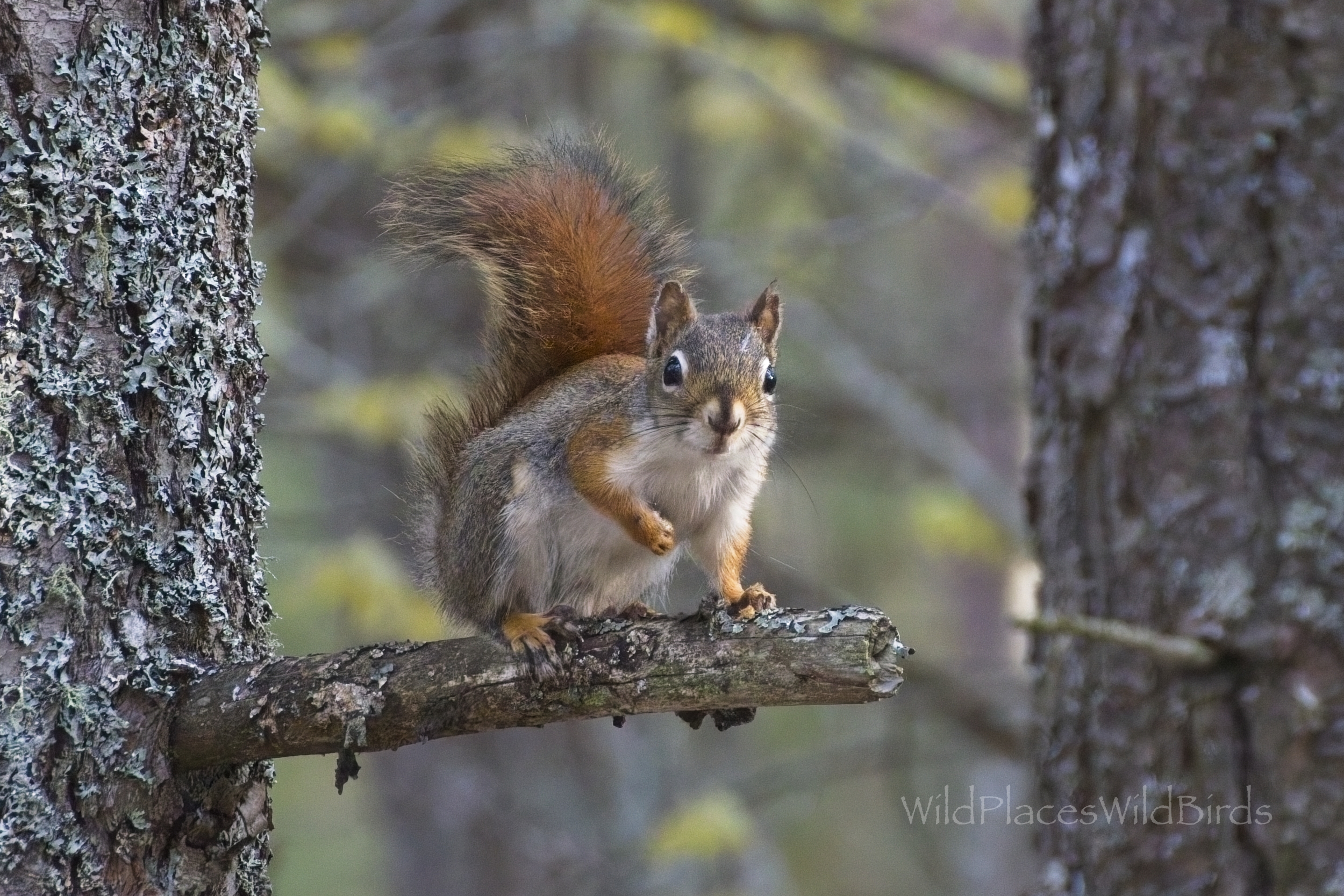 Birding at Mudjekewis Wildlife Refuge on Yellow Dog Plains