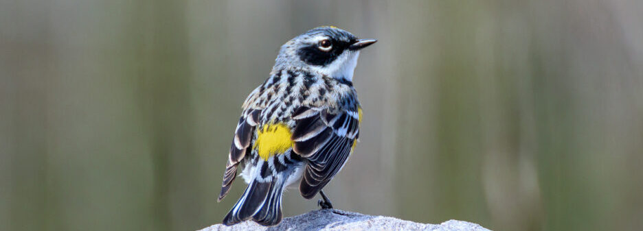 Birding Kate’s Grade with Beth Olson