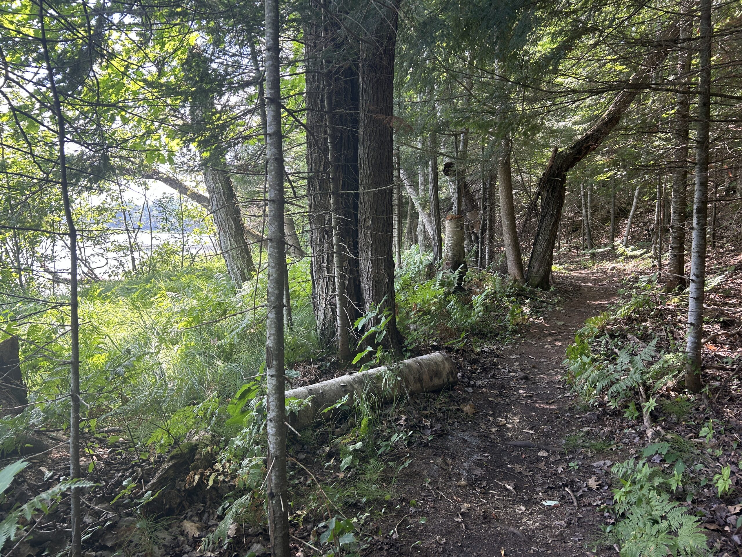 Laughing Whitefish Bird Alliance