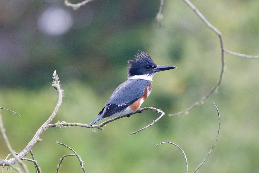 Seney NWR 2025 Field Trip with Oakland Bird Alliance – THIS TRIP IS FULL