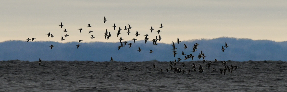 Whitefish Point Bird Observatory Field Trip
