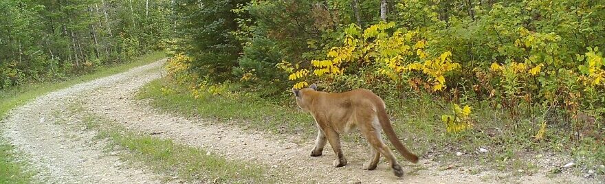 Talk: Cougars, Wolves, and Lynx