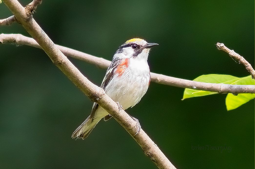 Birding Kate’s Grade