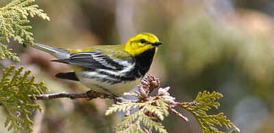 September Presentation : Birds, Birders and Birding the UP