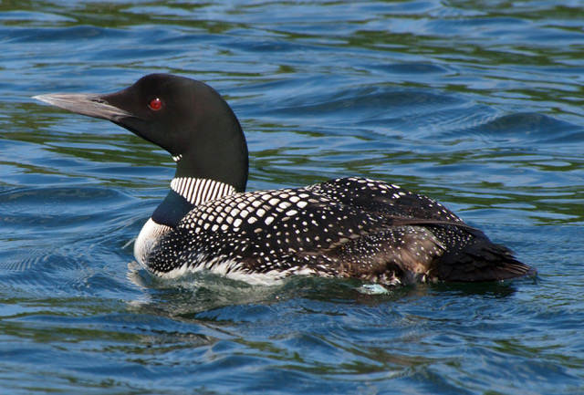 November Presentation : Penguins and Pinnipeds of Patagonia