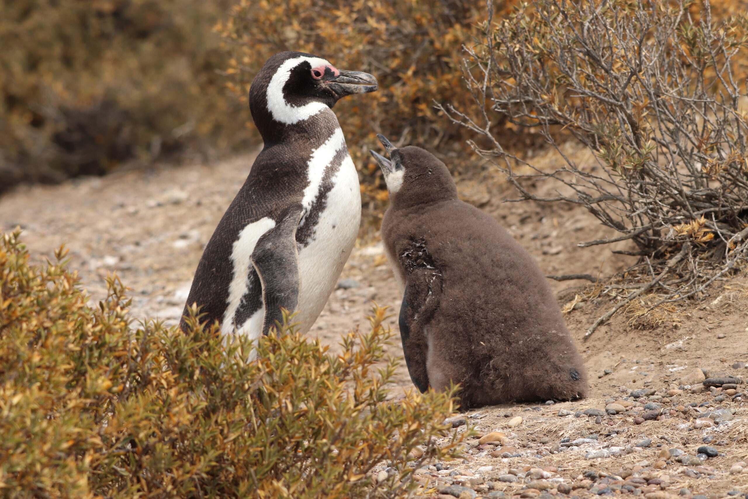 October Presentation : Penguins and Pinnipeds of Patagonia